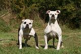 BOULEDOGUE AMERICAIN 309